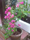 Casa Lenas Garden Flower 393